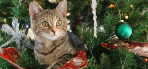 Laguna Beach Veterinary Medical Center - Fur-Friendly Tips - Holiday Safety for Pets