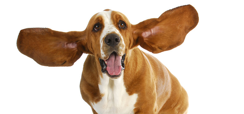 Laguna Beach Veterinary Medical Center - Fur-Friendly Tips - Solving Pet Ear Issues