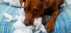Laguna Beach Veterinary Medical Center - Fur-Friendly Tips - HELP! We Have Pet Separation Anxiety!