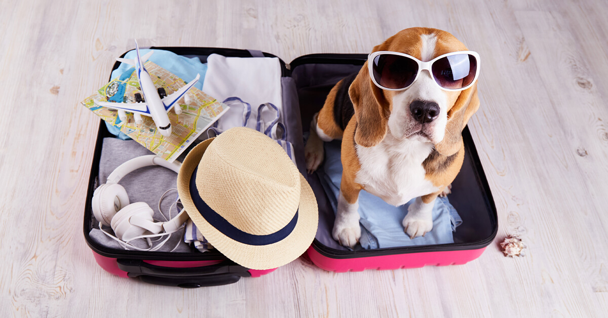 Traveling with Pets