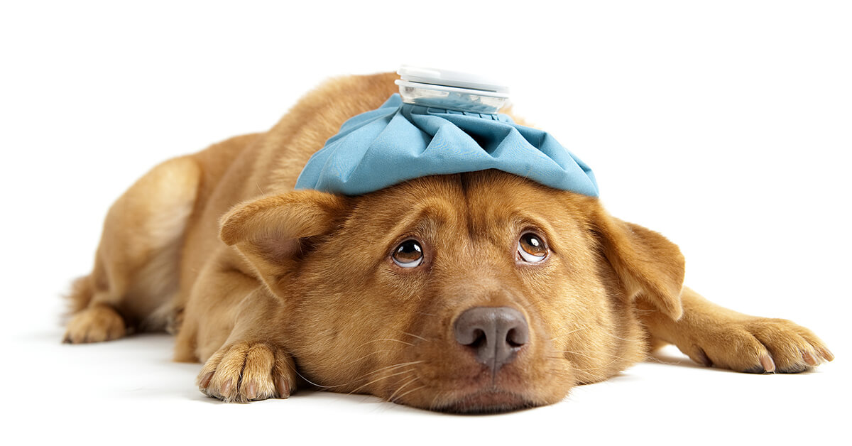 How to Spot Early Signs of Illness in Your Pet - Laguna Beach Veterinary Medical Center Blog