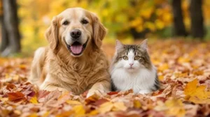 fall pet wellness